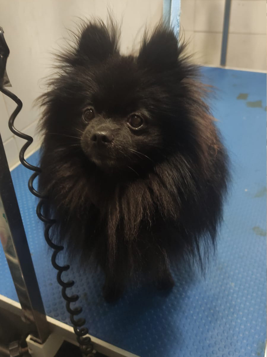 Pomeranian Mating Services