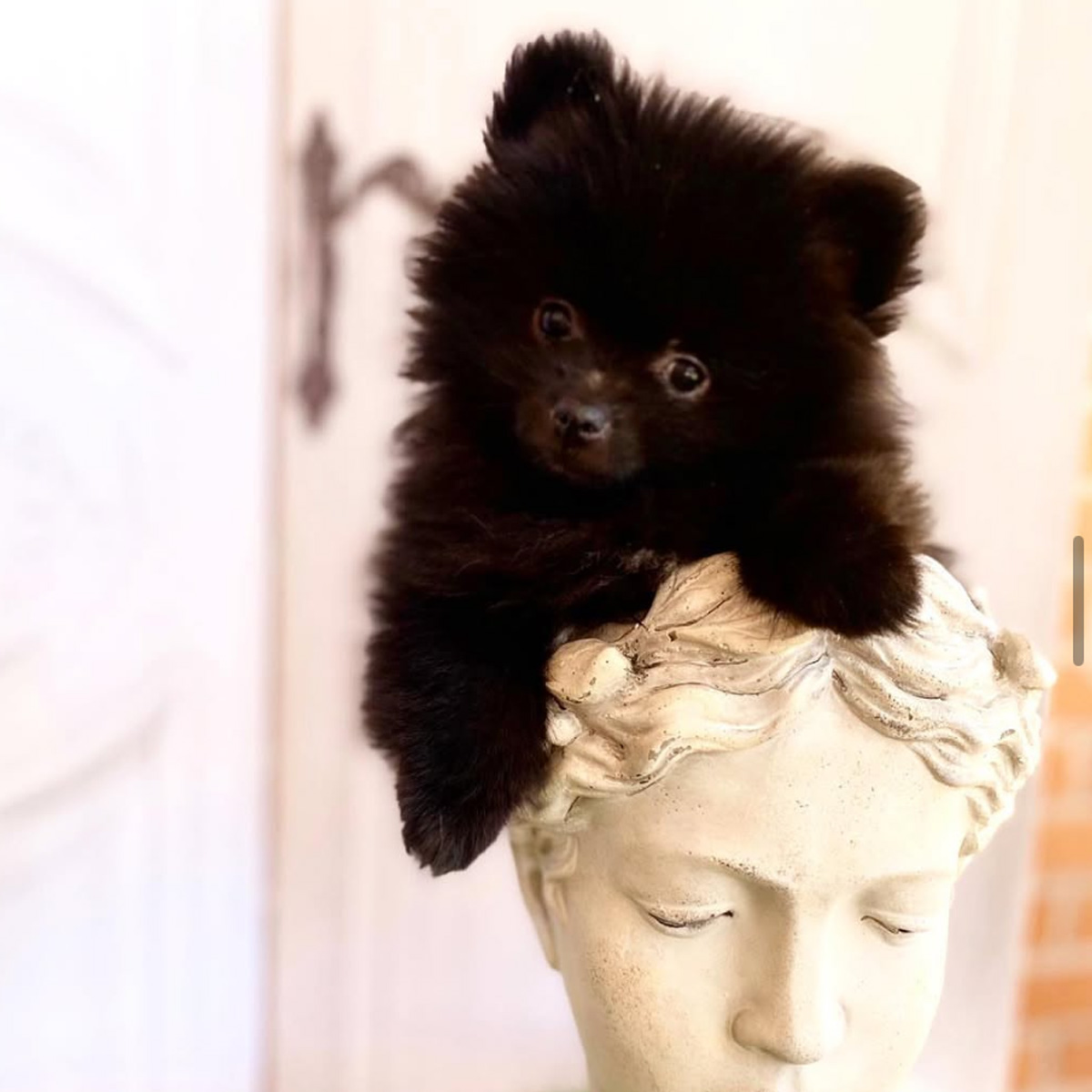 Titan's Puppies